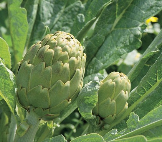 Alcachofa Imperial Star