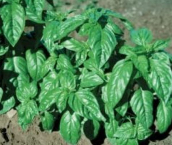 Albahaca Italian Large Leaf