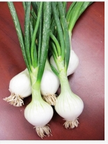 Cebolla Crystal White Wax