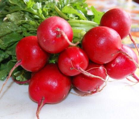 Rábano Crimson Giant