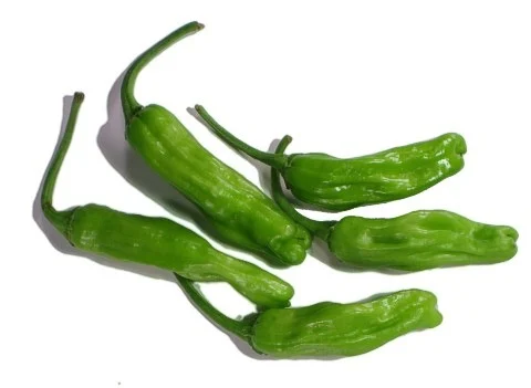 Shishito Twist Green F1