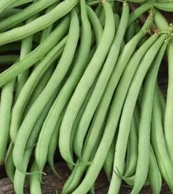 Ejote Francés Greenfield